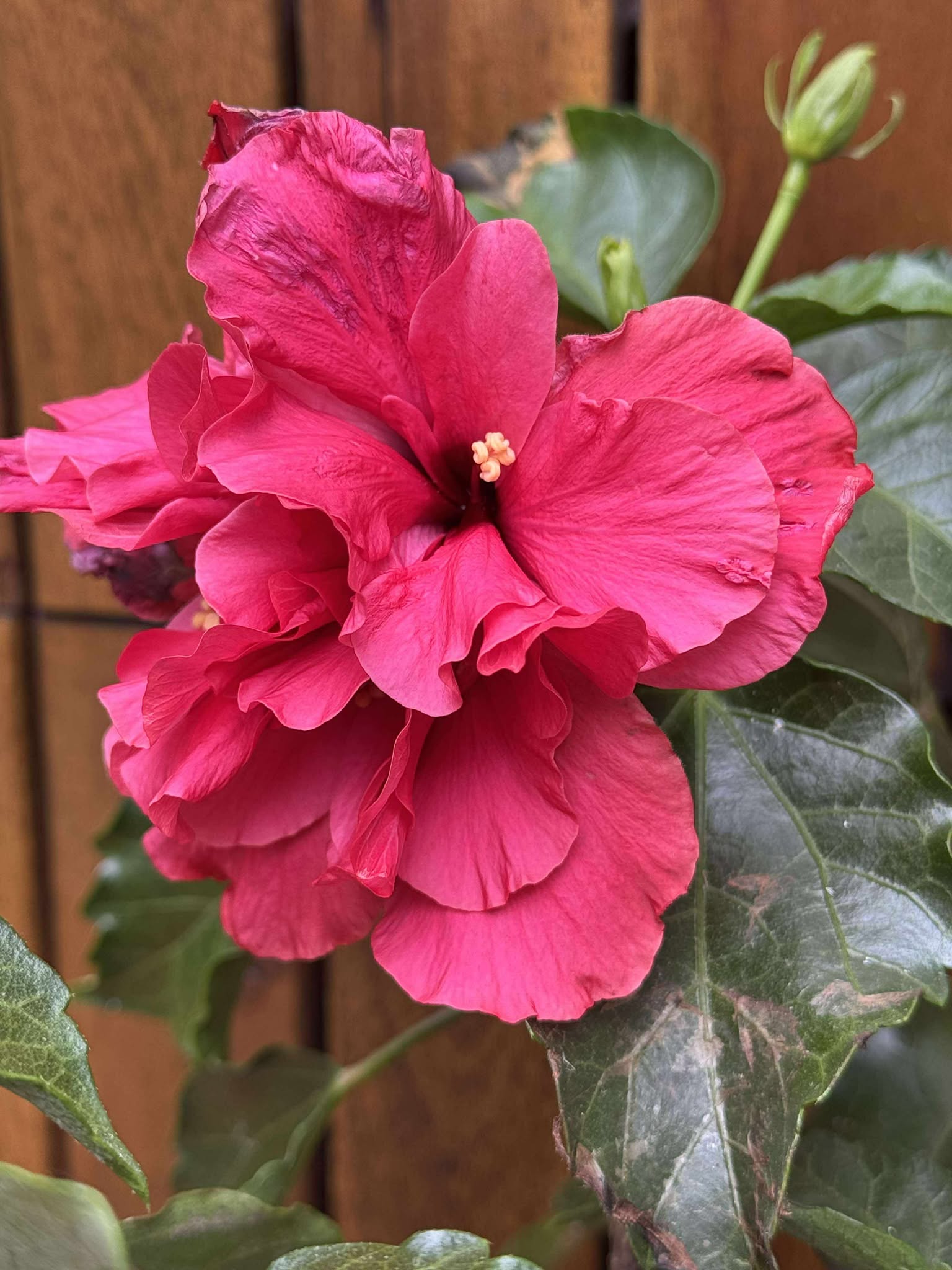 Hibiscus, roz-siclam