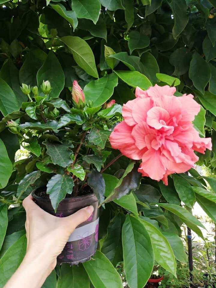 Hibiscus Duo Colours, mix in ghiveci