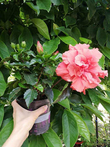 Hibiscus Duo Colours, mix in ghiveci