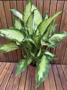Dieffenbachia Camilla