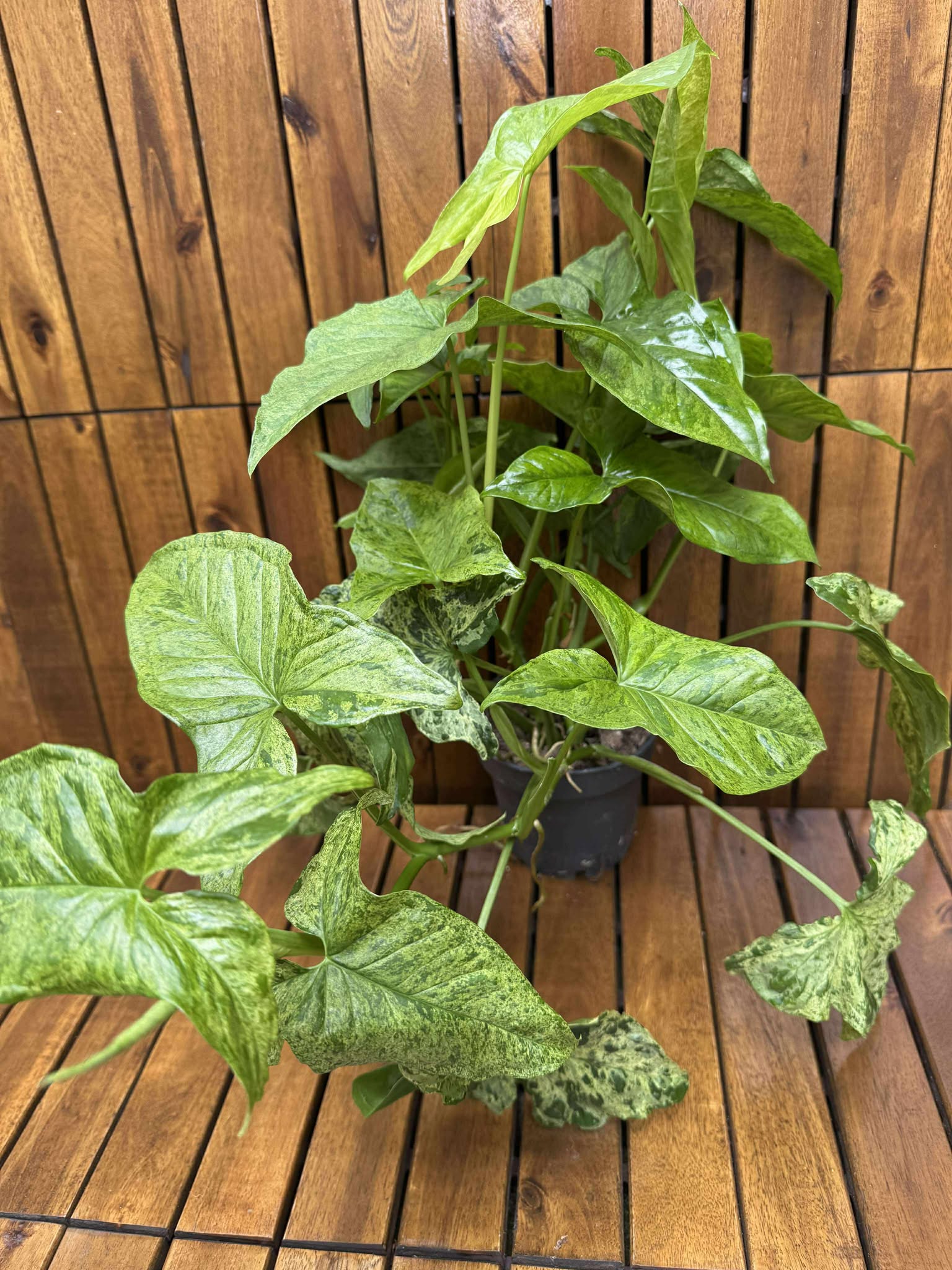 Syngonium Podophyllum Mottled
