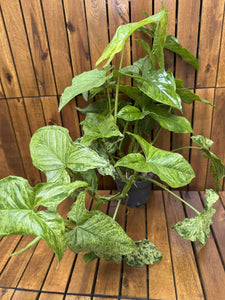 Syngonium Podophyllum Mottled
