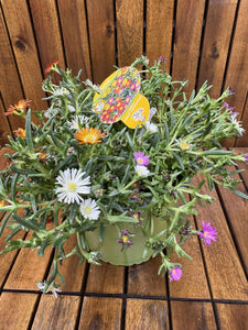 Delosperma Mix D17