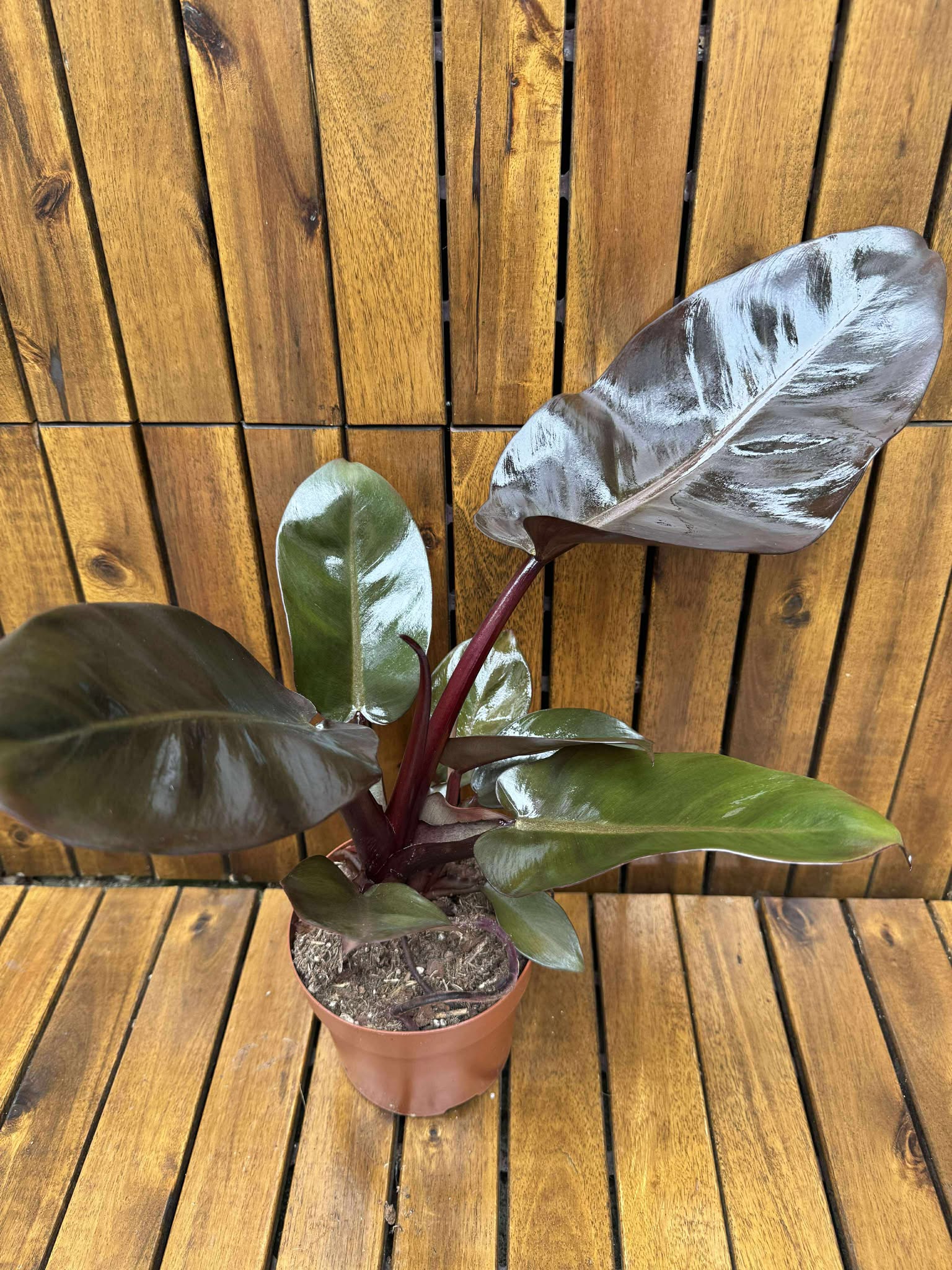 Philodendron Black Cardinal