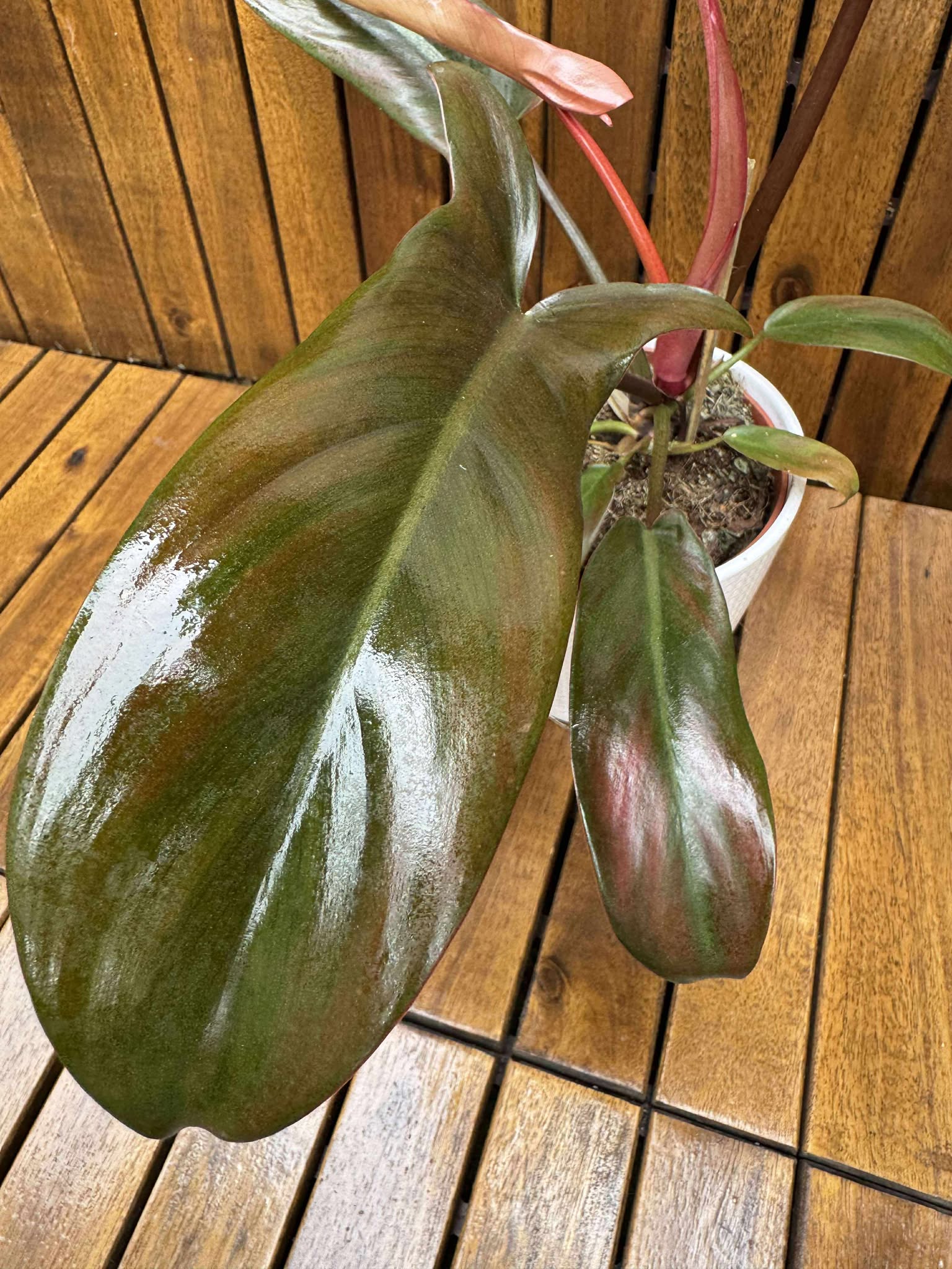 Philodendron Florida Bronze in ghiveci deco
