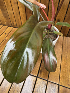 Philodendron Florida Bronze in ghiveci deco