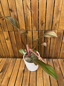 Philodendron Florida Bronze in ghiveci deco