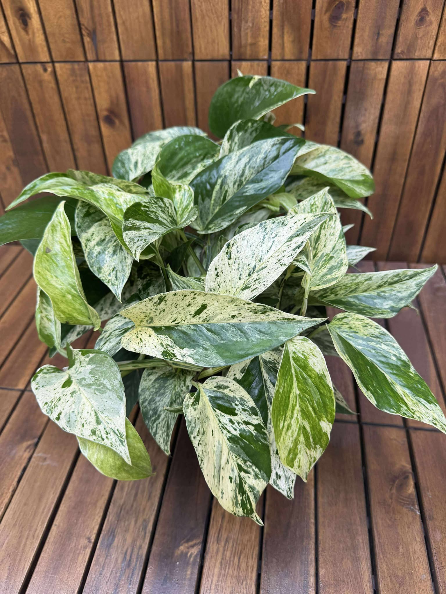 Epipremnum Marble Queen D23