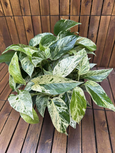 Epipremnum Marble Queen D23