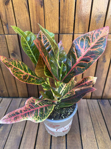 Croton Excellent