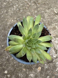 Sempervivum