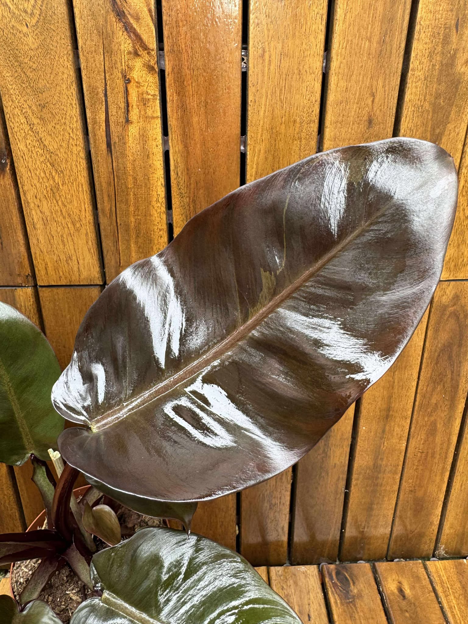 Philodendron Black Cardinal