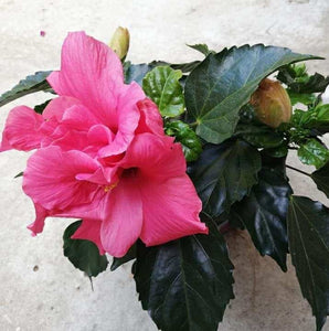 Hibiscus Duo Colours, mix in ghiveci