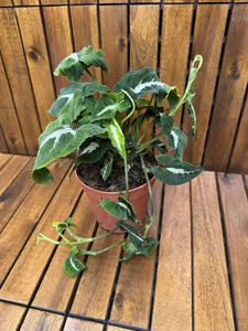 Syngonium Wendlandii