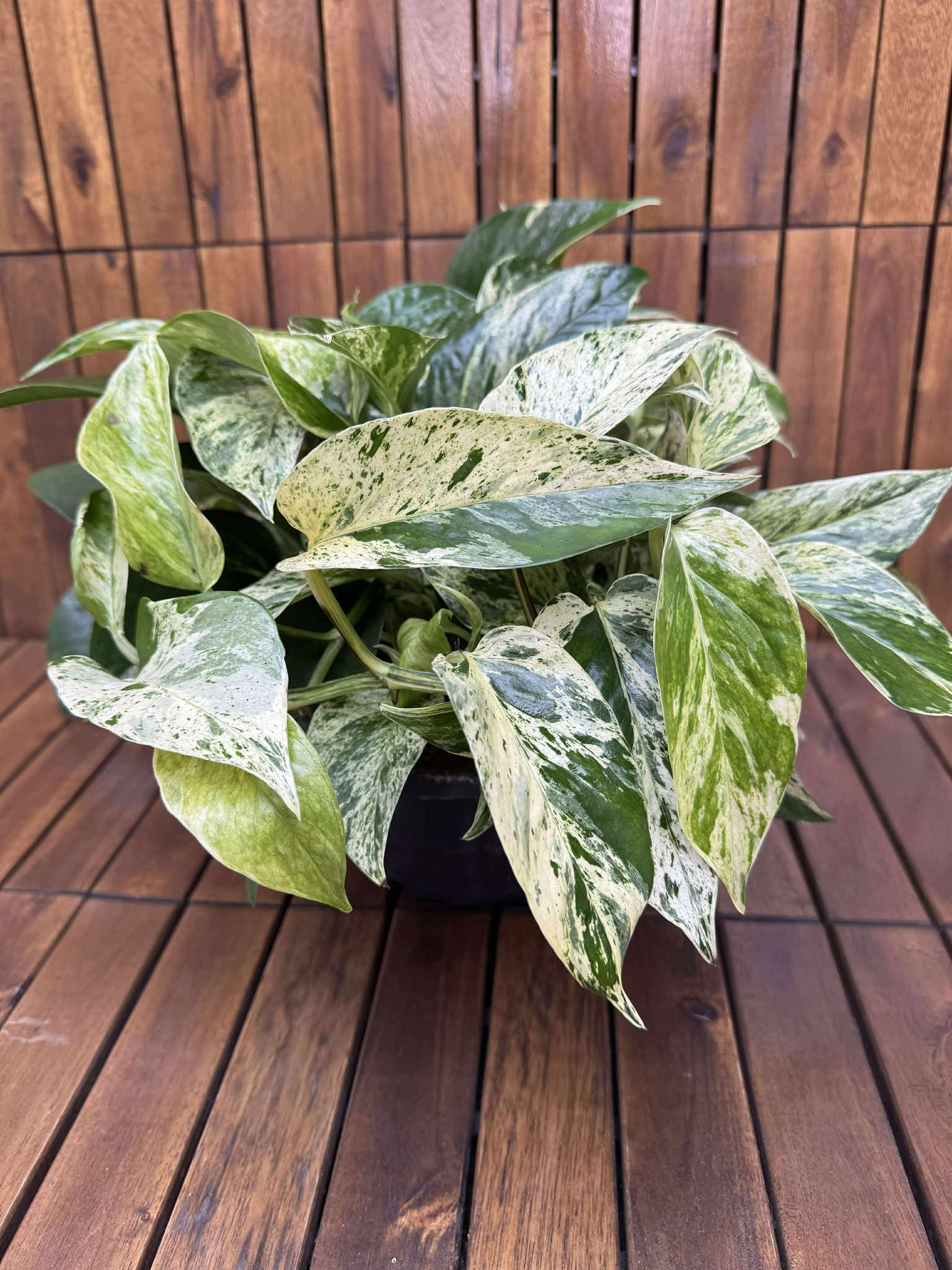 Epipremnum Marble Queen D23