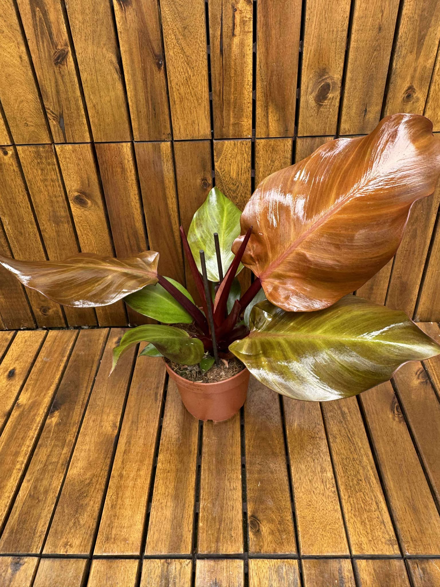 Philodendron Sunlight
