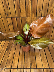 Philodendron Sunlight