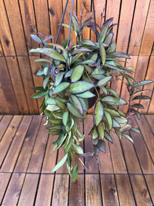 Hoya Rosita D14