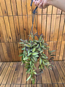 Hoya Rosita D14
