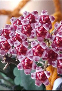 Hoya Rosita D14