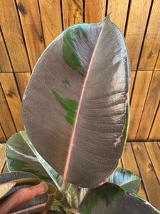 Ficus Pink Camouflage