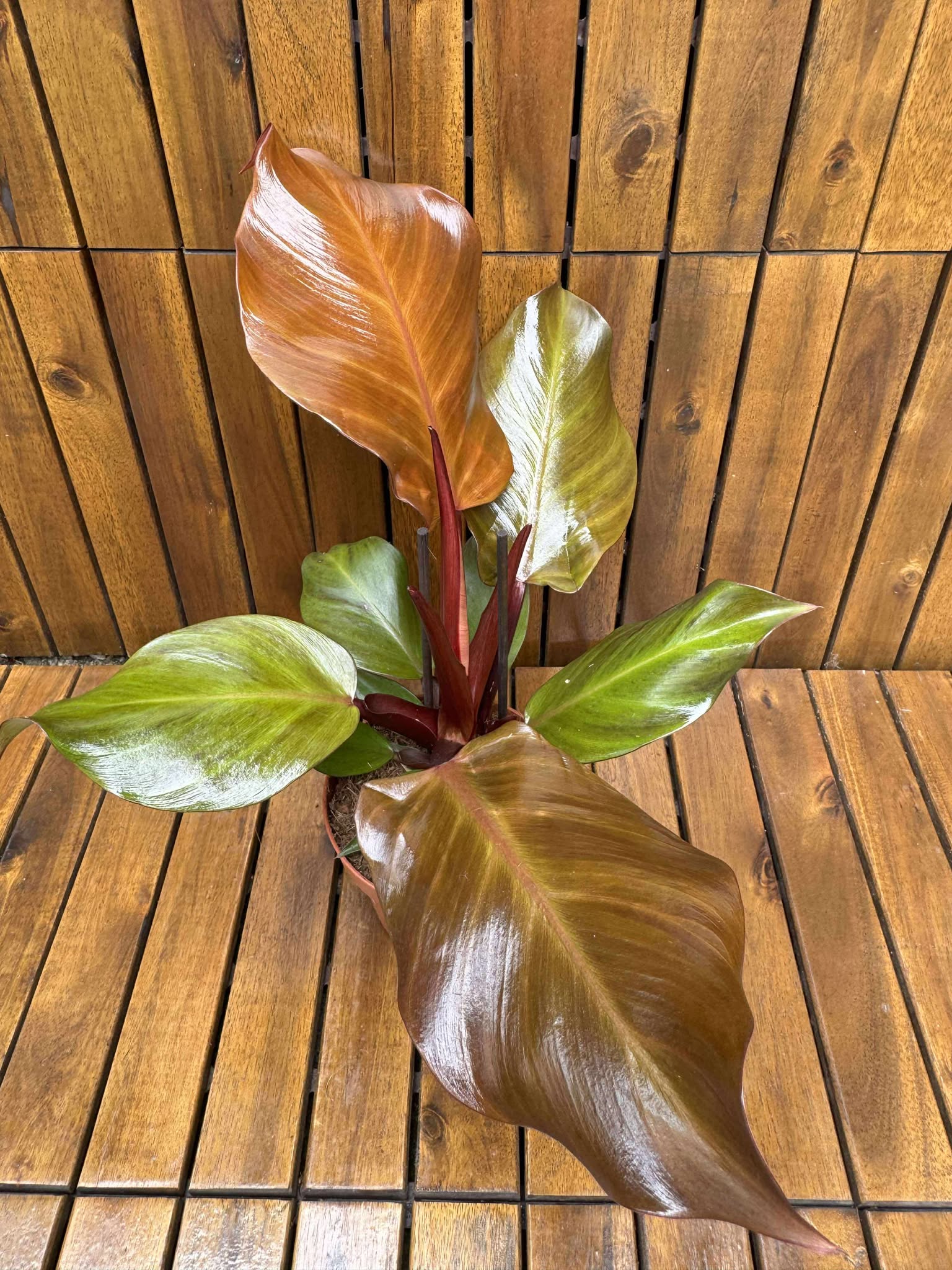 Philodendron Sunlight
