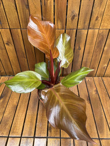 Philodendron Sunlight