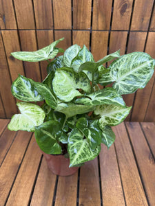 Syngonium Pixie