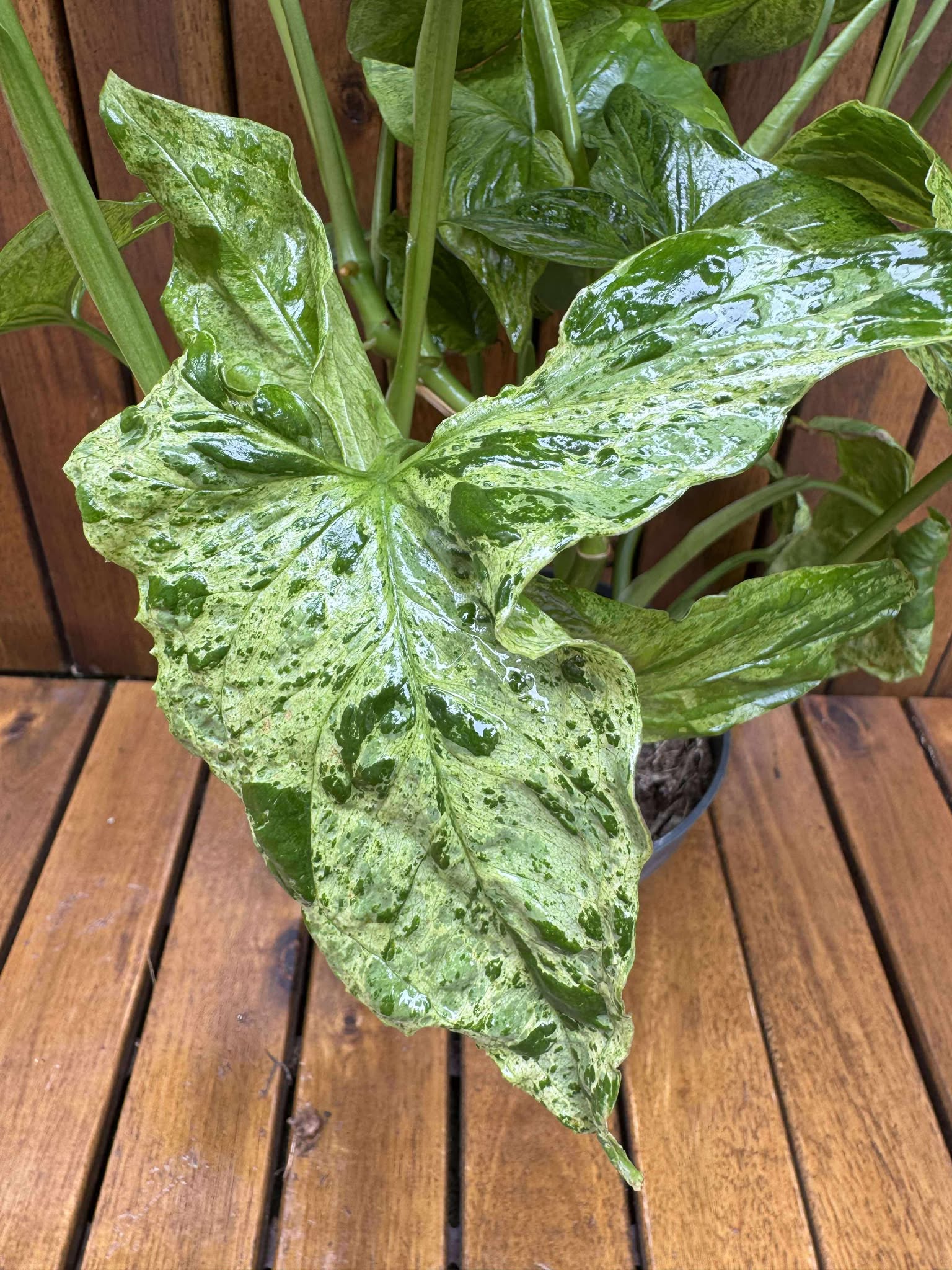 Syngonium Podophyllum Mottled