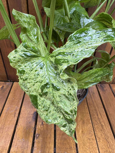 Syngonium Podophyllum Mottled