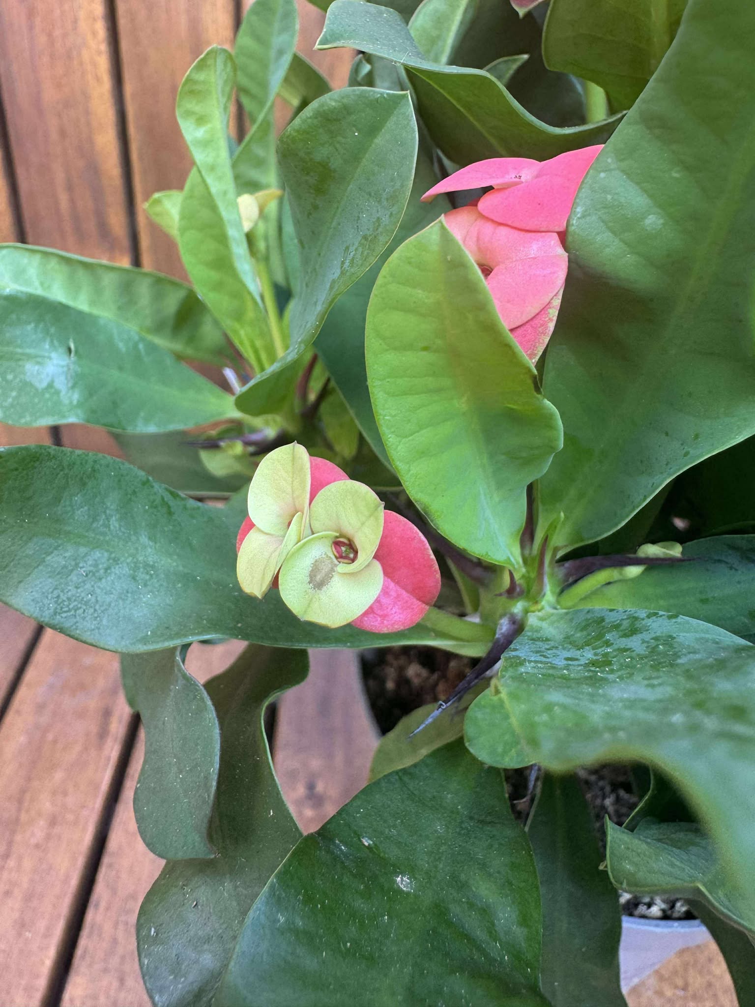 Euphorbia Milli Vulcanus
