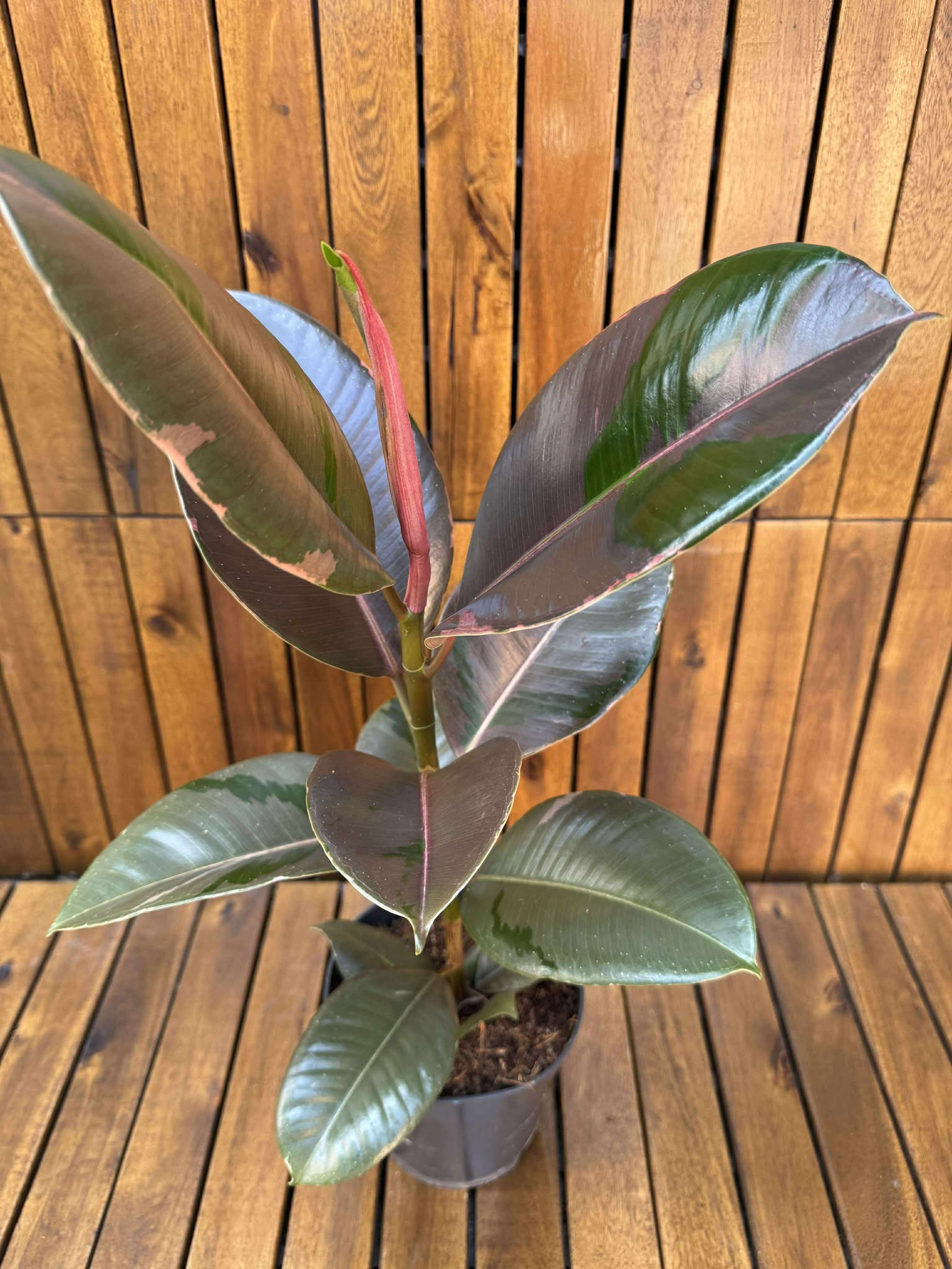 Ficus Pink Camouflage