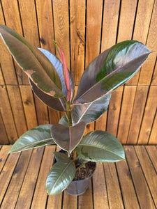 Ficus Pink Camouflage
