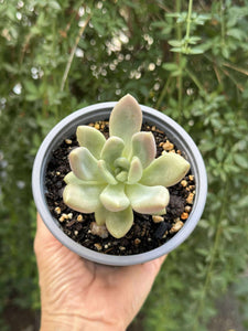 Graptoveria Opalina