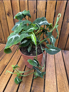 Syngonium Wendlandii