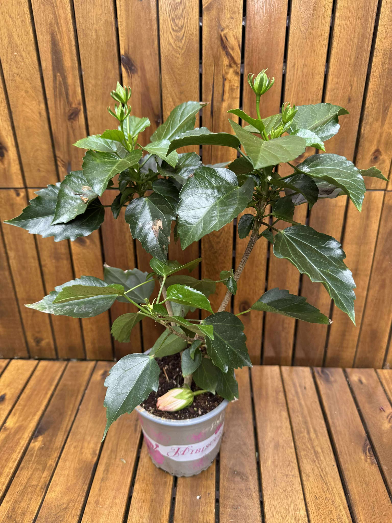 Hibiscus, crem