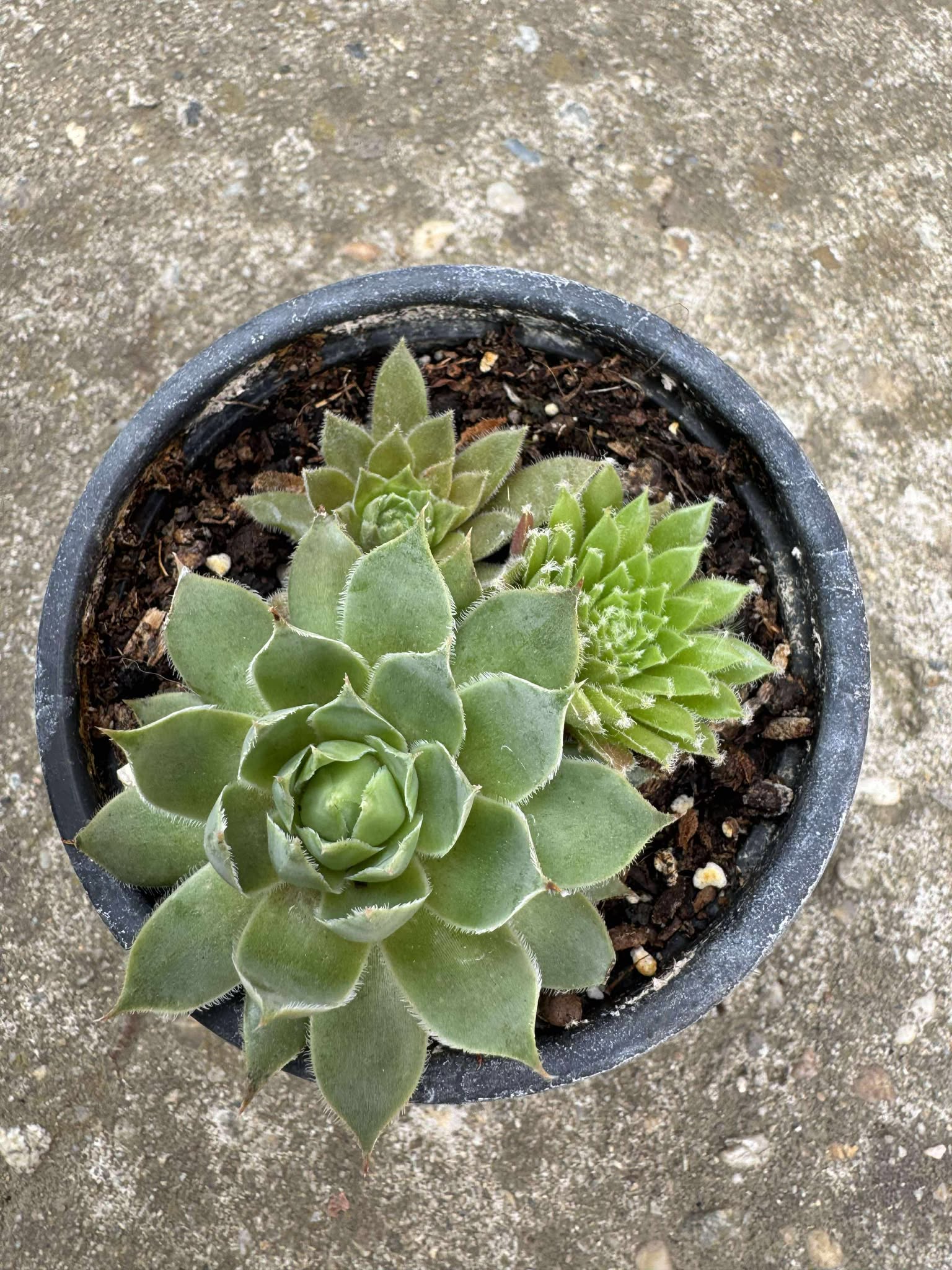 Sempervivum