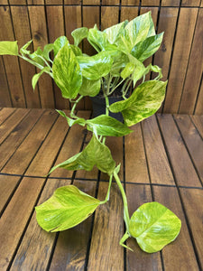 Epipremnum Hicolor