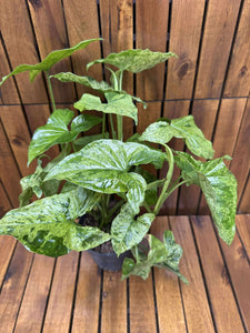 Syngonium Podophyllum Mottled