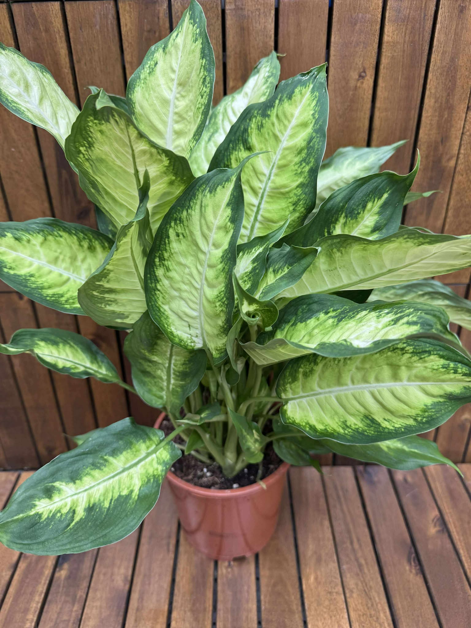 Dieffenbachia Camilla