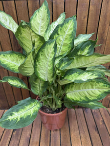 Dieffenbachia Camilla