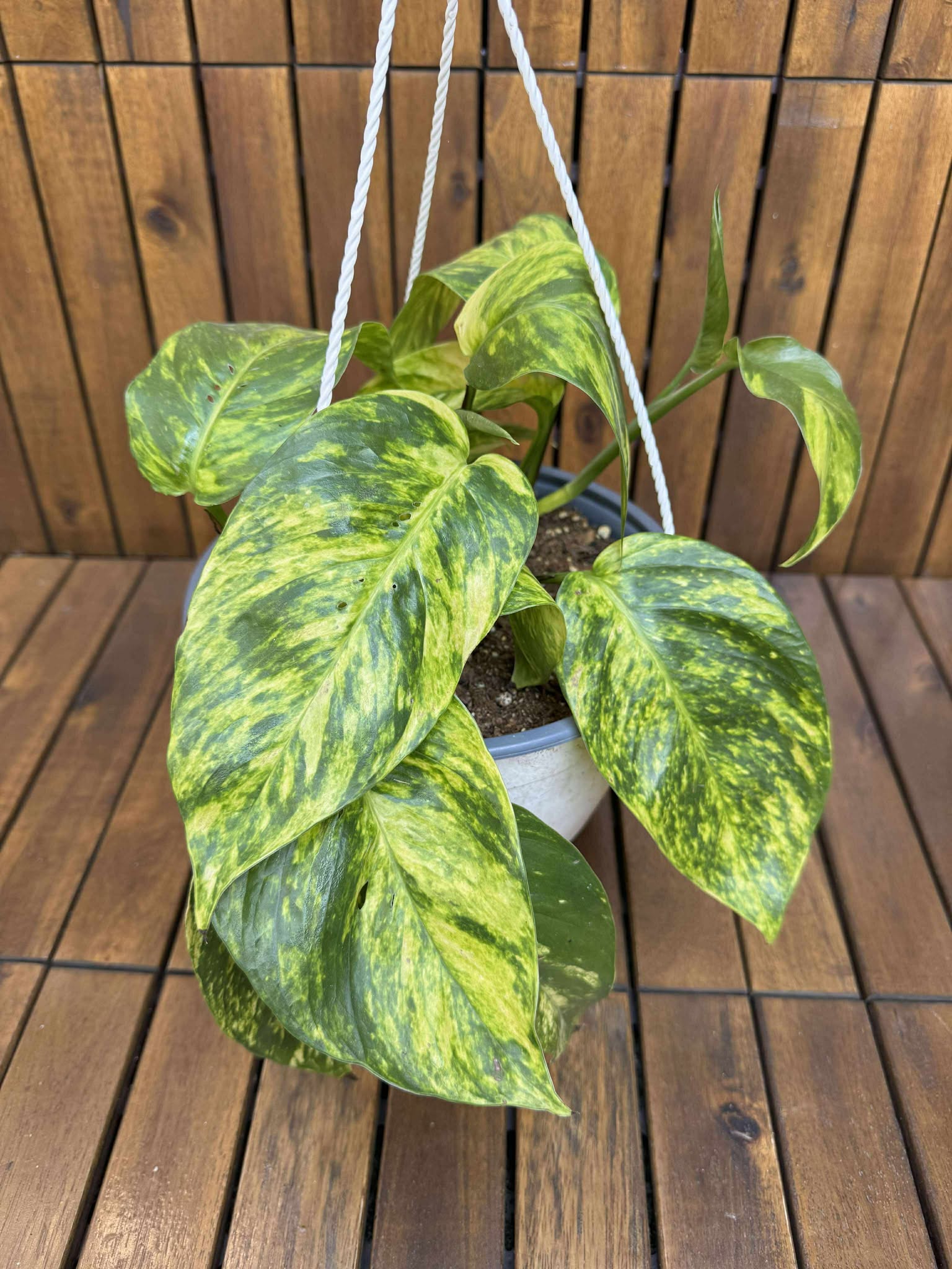 Epipremnum Pinnatum Aureum