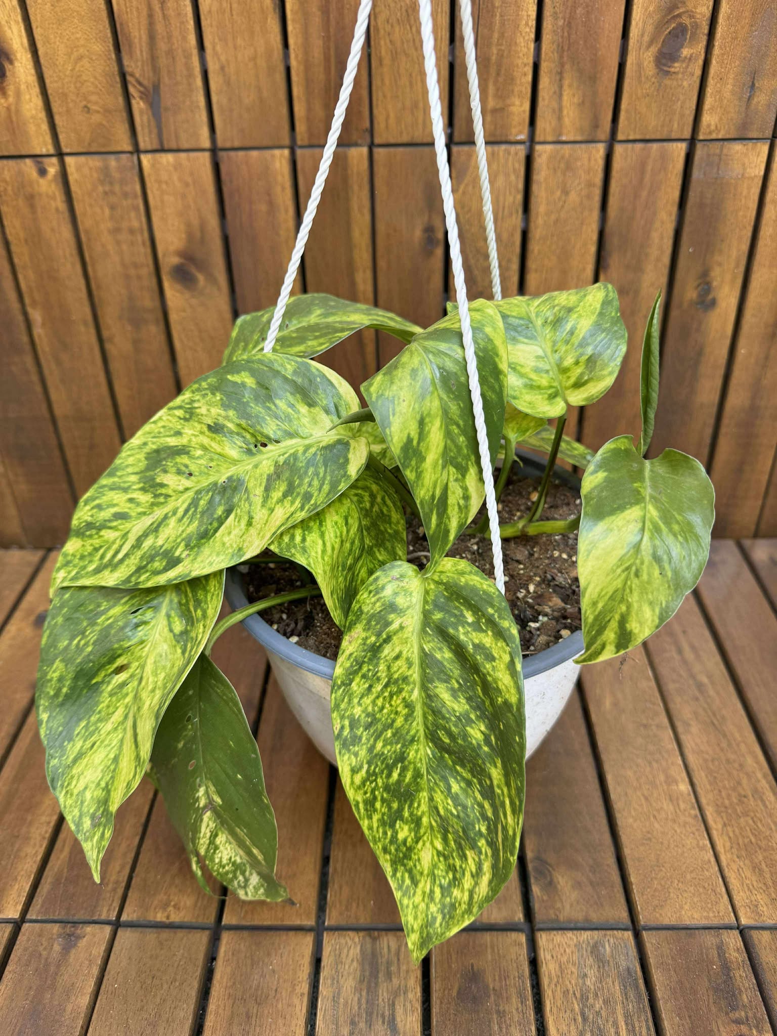 Epipremnum Pinnatum Aureum