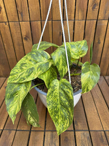 Epipremnum Pinnatum Aureum