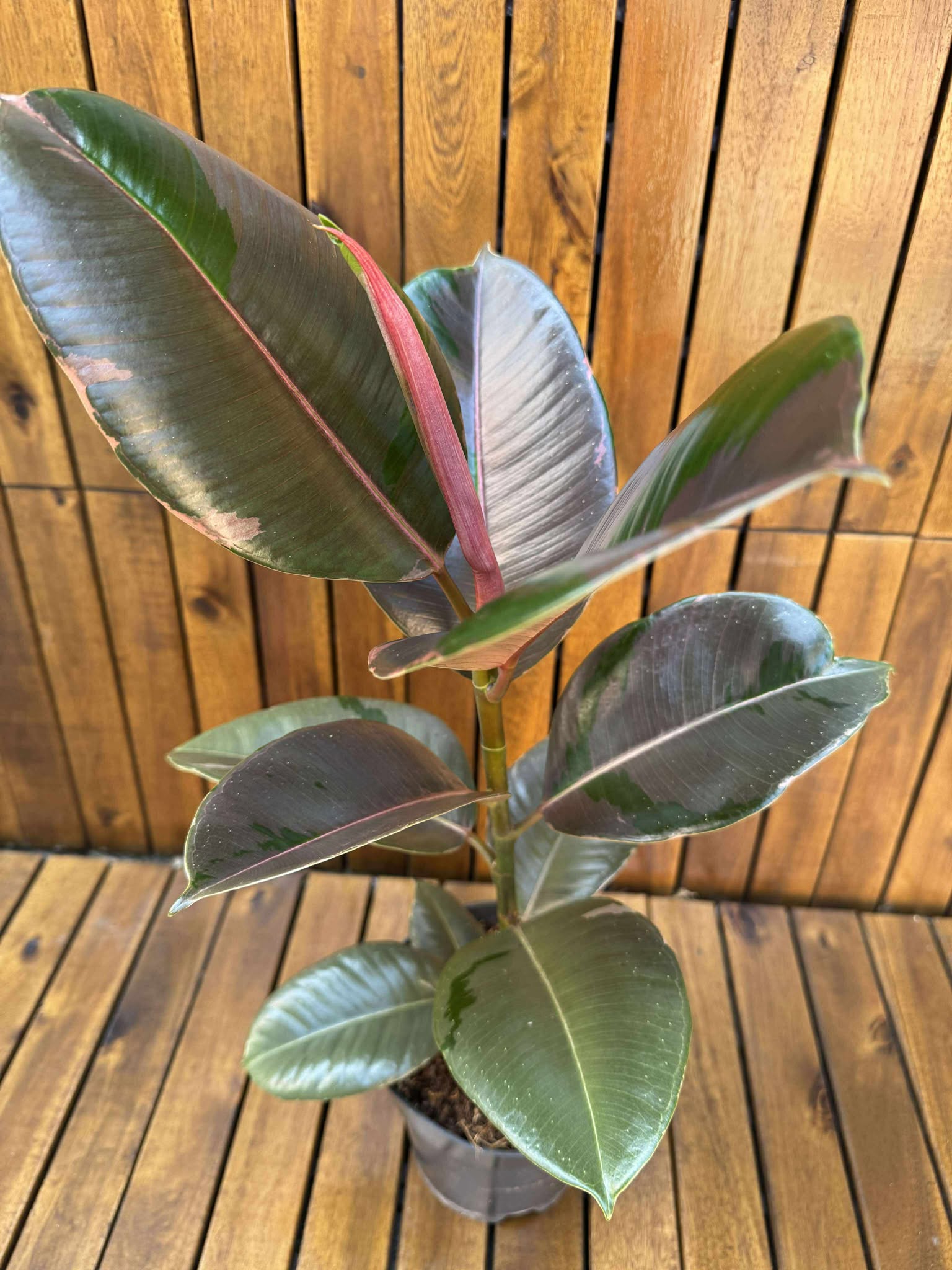 Ficus Pink Camouflage