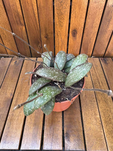 Hoya Sigillatis D12