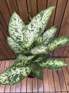 Dieffenbachia Compacta