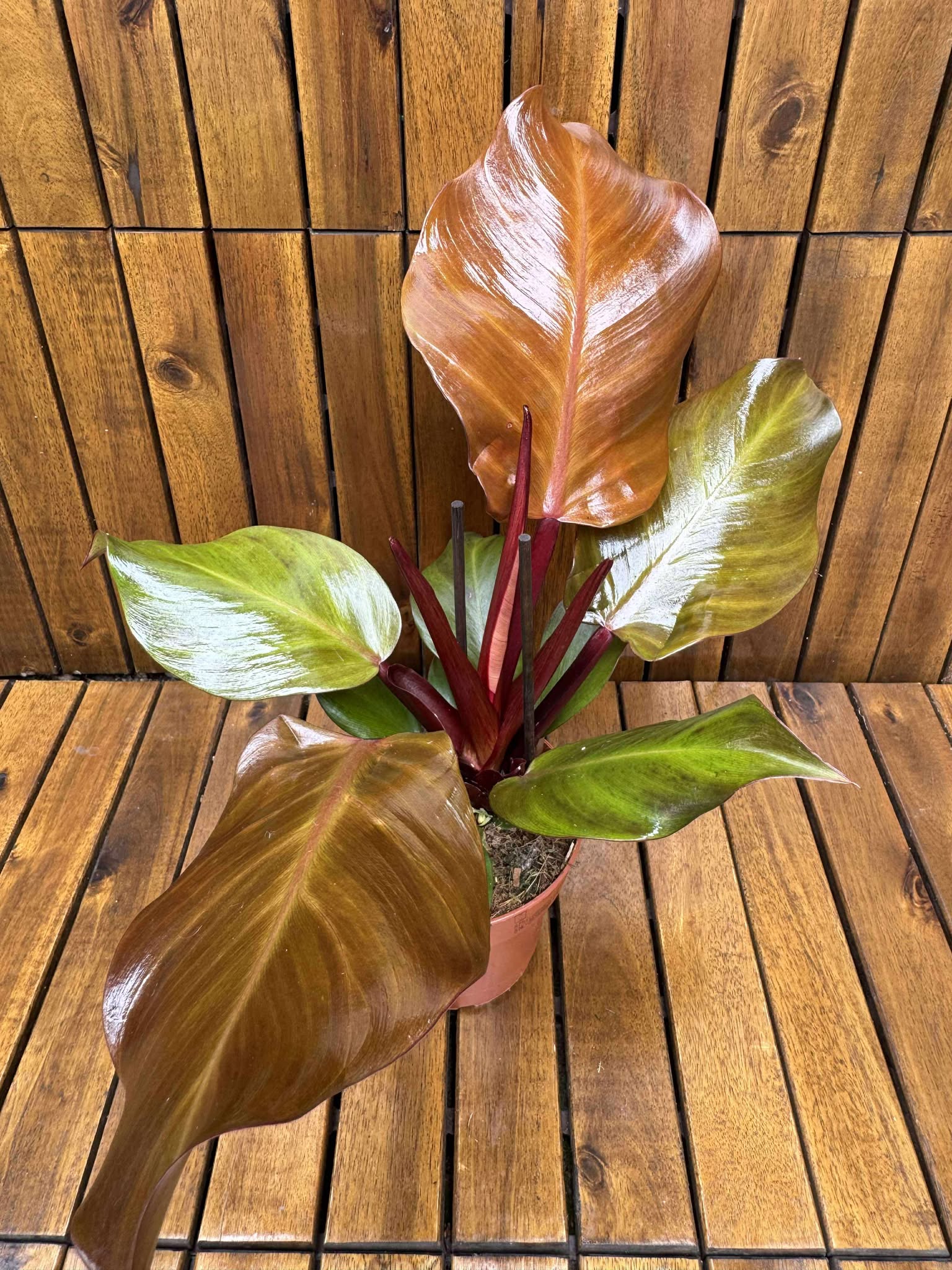 Philodendron Sunlight