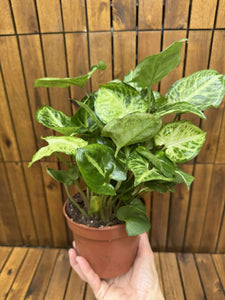 Syngonium Pixie