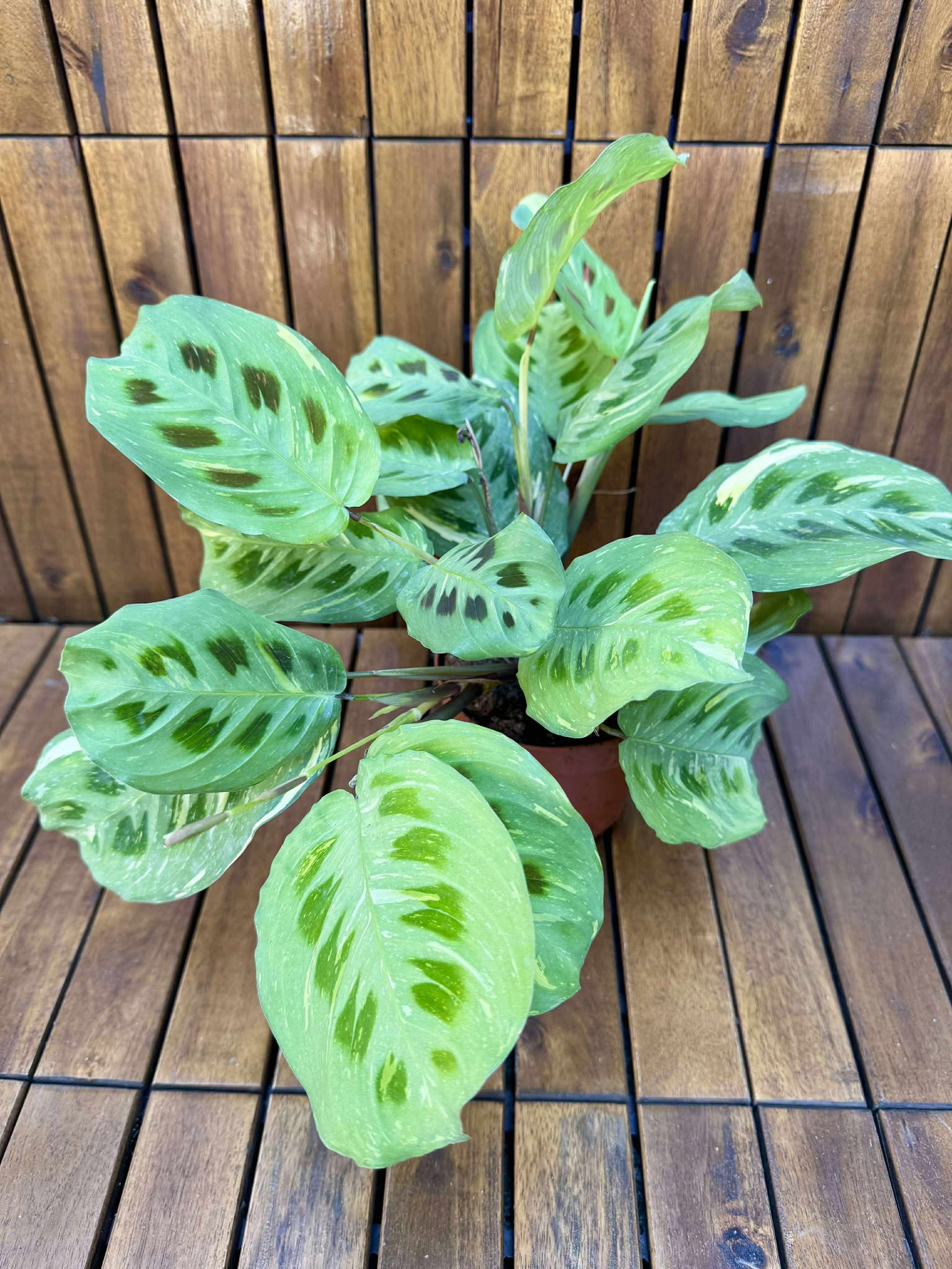 Marantha Fiesta